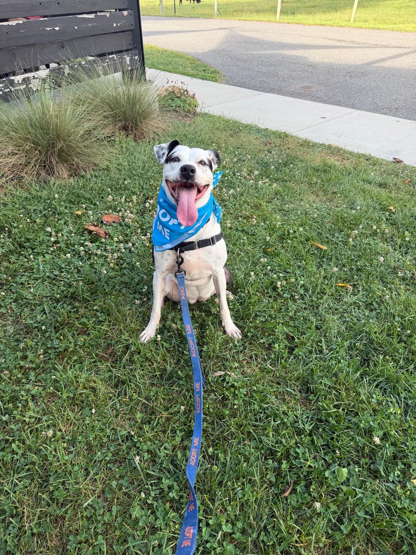 Enlarge Maize, a Adoptable mixed breed in Blacksburg, VA image 6/6