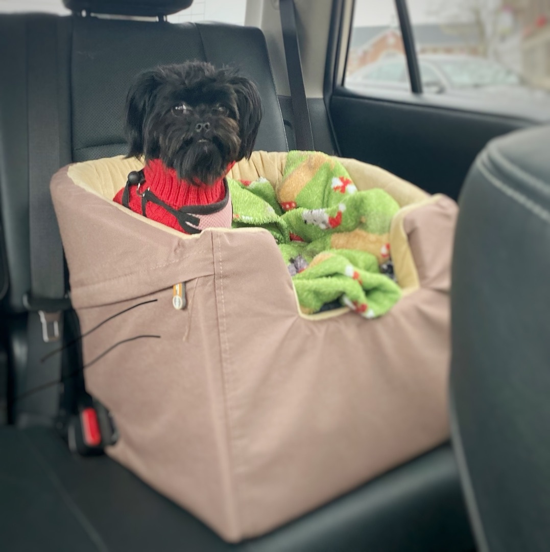 Mia, Adopted, Puppy Male Maltipoo.
