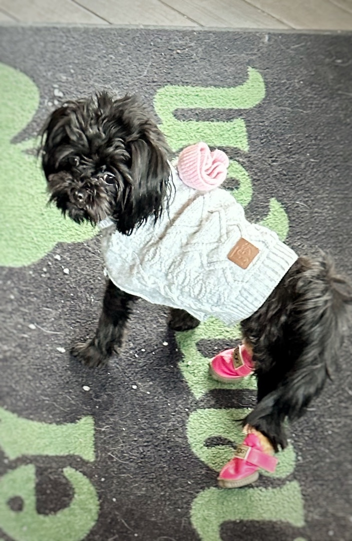 Enlarge Mia, a Adopted Maltipoo in Crestwood, IL image 2/9