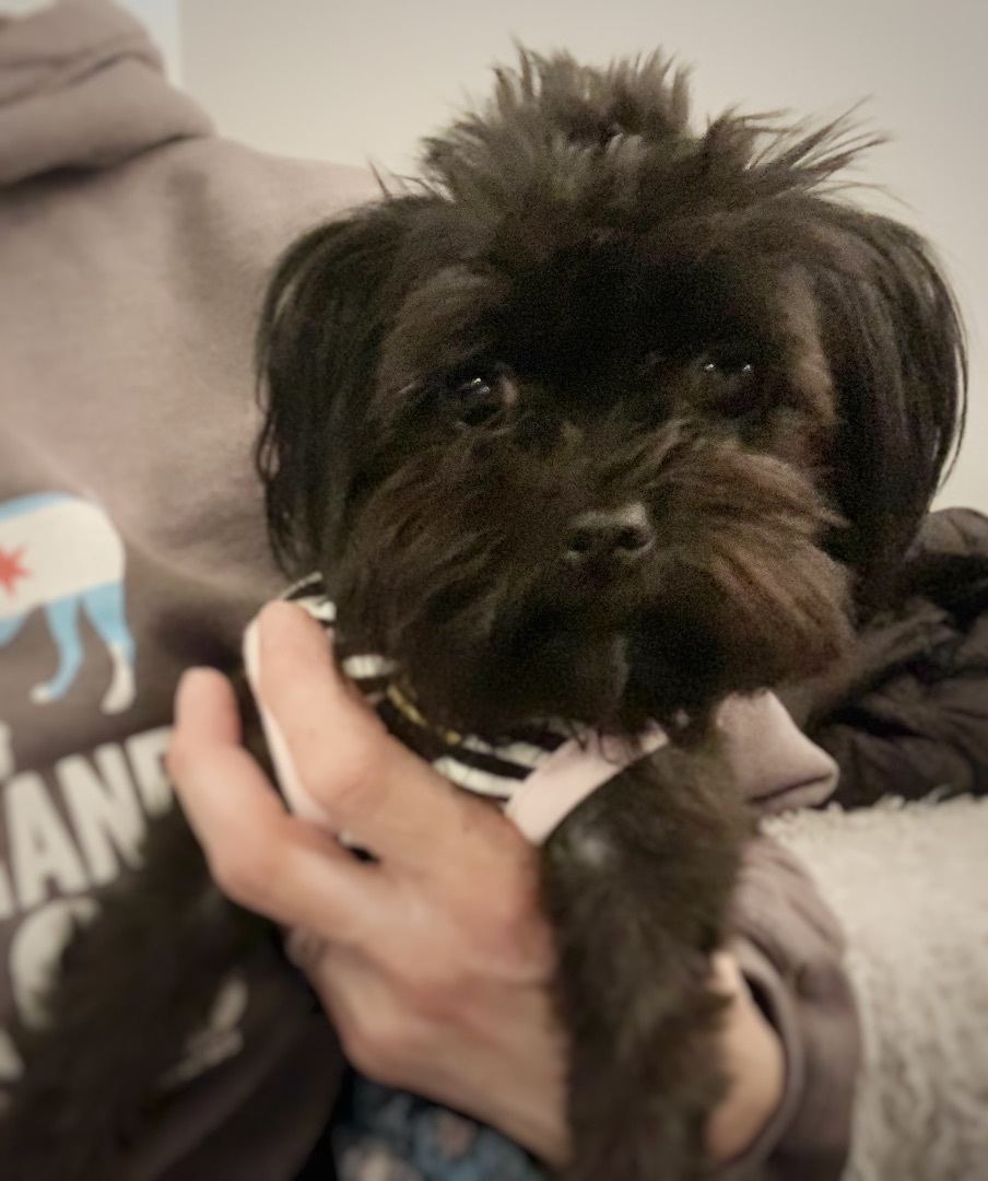 Enlarge Mia, a Adopted Maltipoo in Crestwood, IL image 3/9