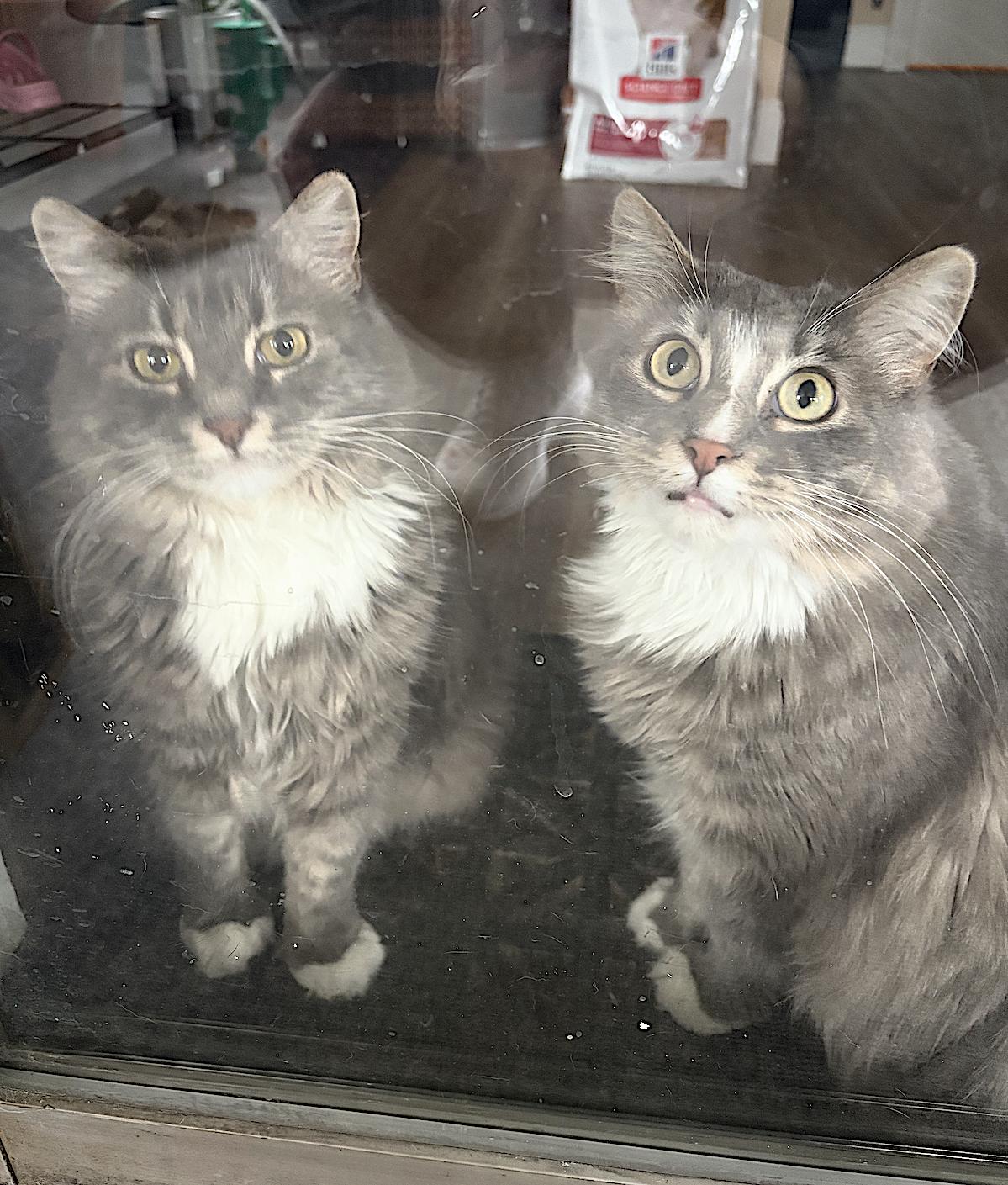 Pepper and Salt — thumbnail 2