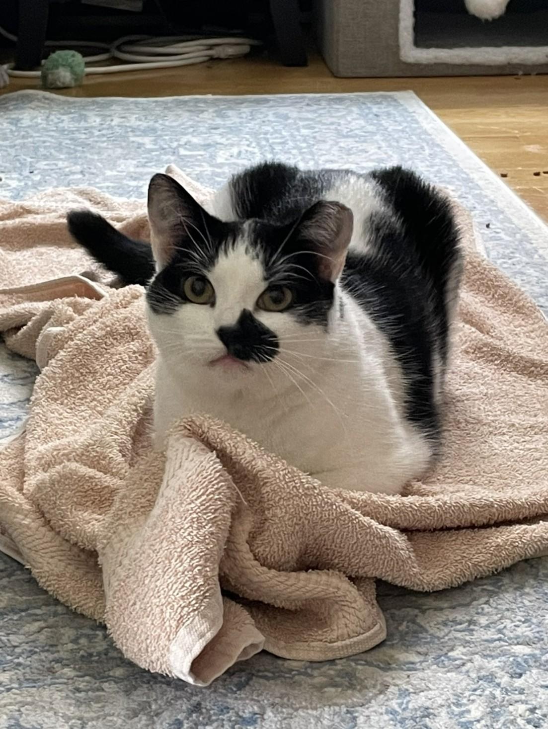 Enlarge Magpie, a ADOPTABLE Domestic Short Hair in Roslindale, MA image 4/4