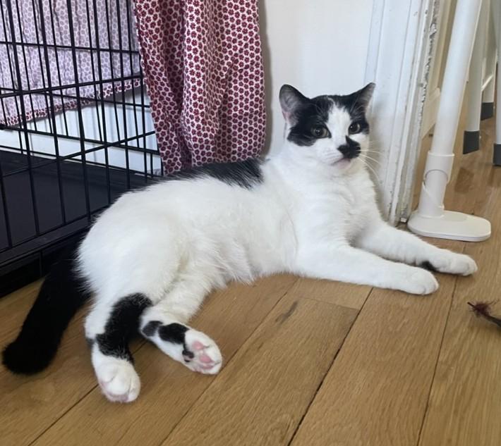 Enlarge Magpie, a ADOPTABLE Domestic Short Hair in Roslindale, MA image 3/4