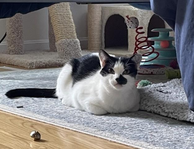 Enlarge Magpie, a ADOPTABLE Domestic Short Hair in Roslindale, MA image 2/4