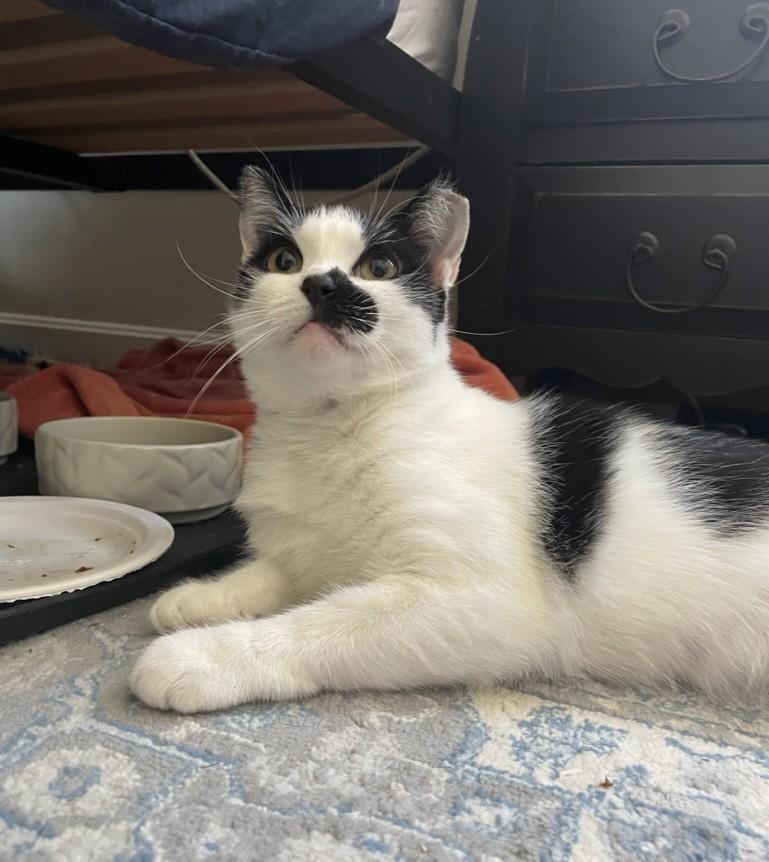 Enlarge Magpie, a ADOPTABLE Domestic Short Hair in Roslindale, MA image 1/4