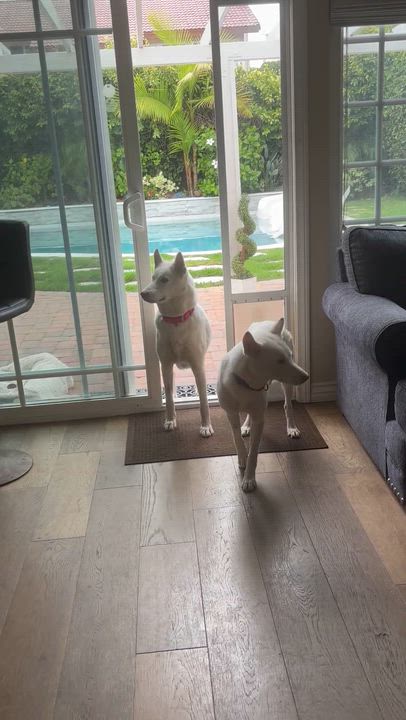Enlarge Belle, a Adoptable mixed breed in Torrance, CA video 5/6