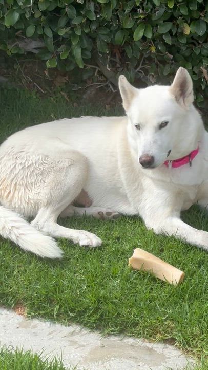 Enlarge Belle, a Adoptable mixed breed in Torrance, CA video 6/6