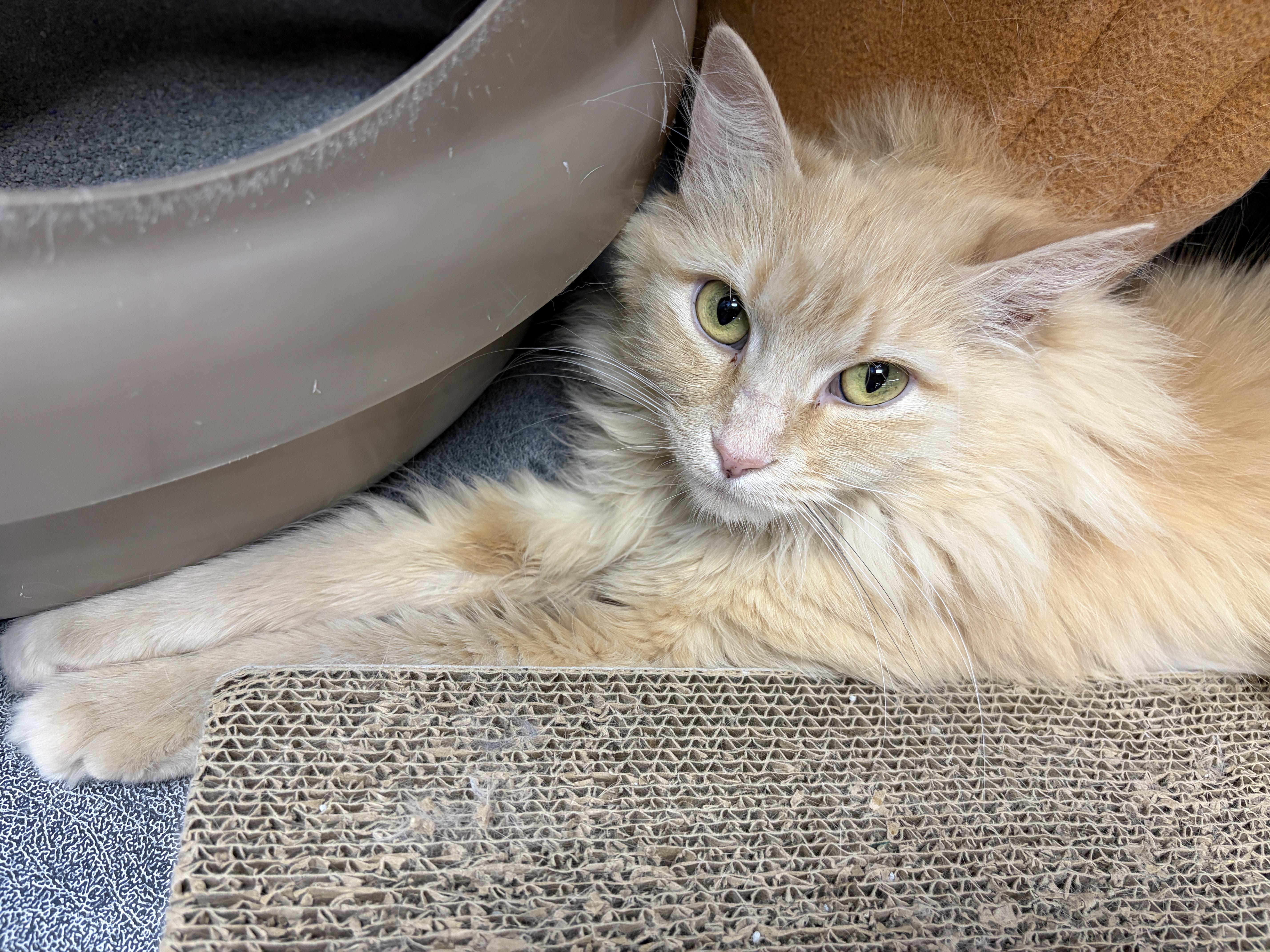 Princess, adoptable, Adult Female Domestic Long Hair.