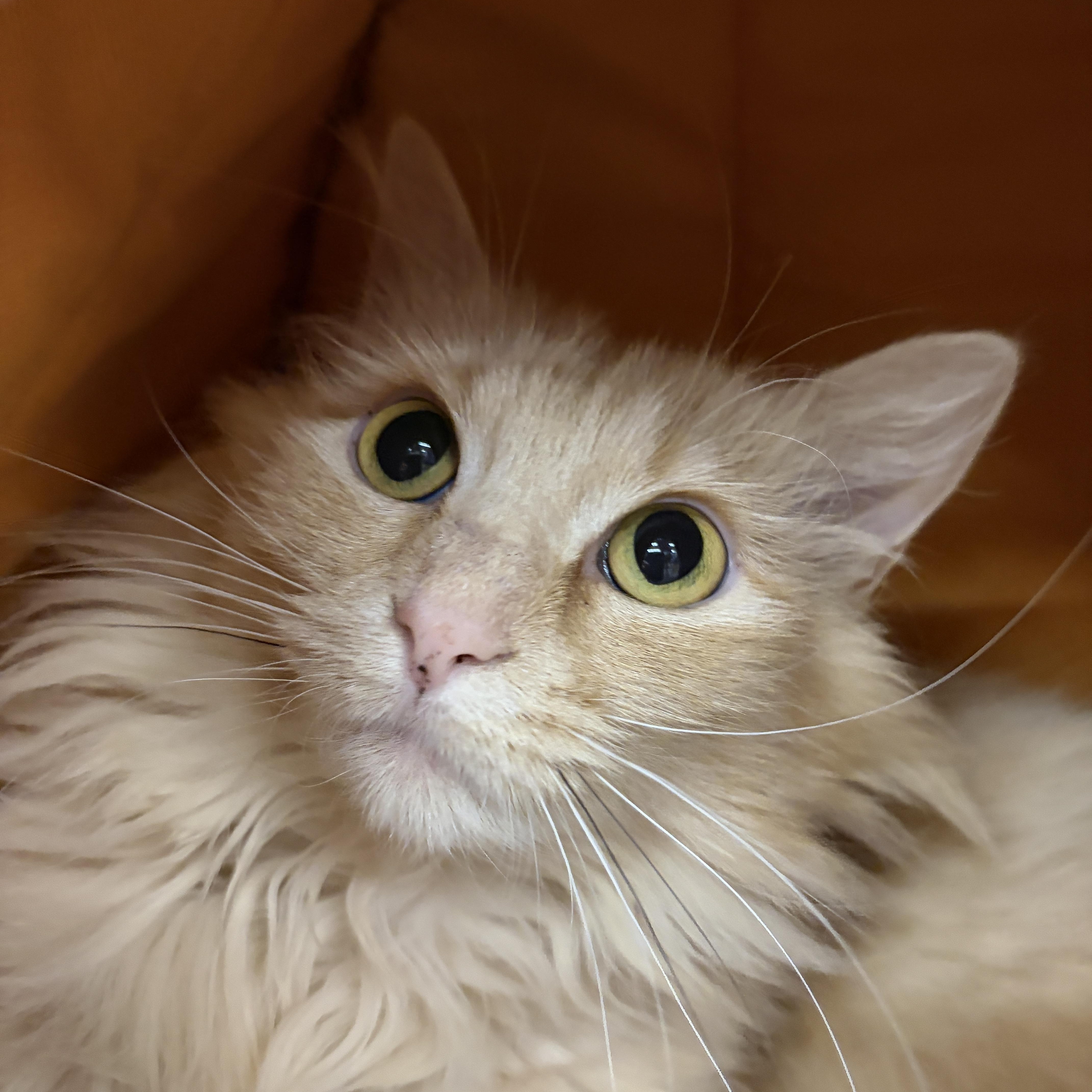 Princess, an adoptable Domestic Long Hair in Louisville, KY image 2/2