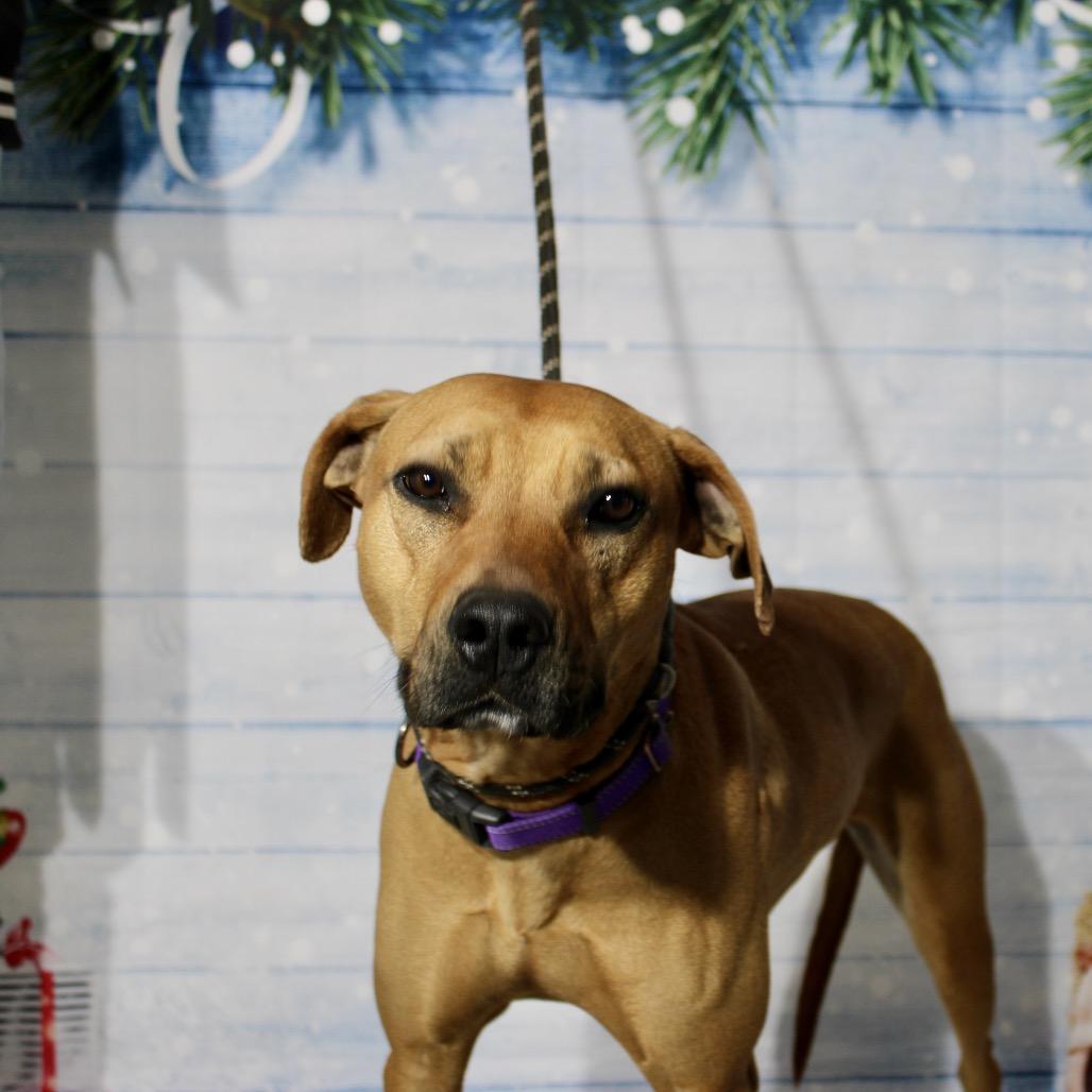 Mabel, a Adoptable mixed breed in Pineville, MO image 1/4