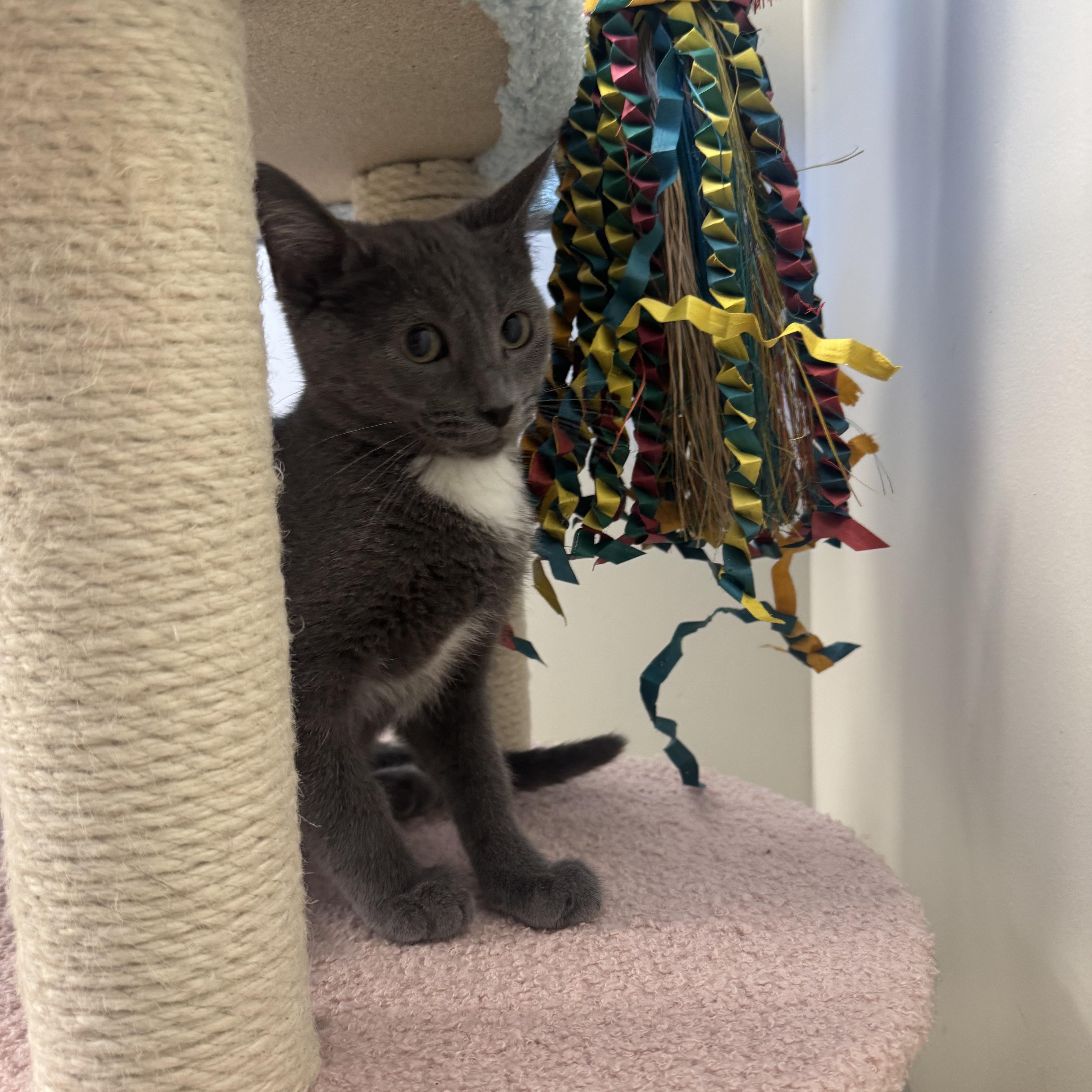 Cancun, Adoptable, Kitten Male Domestic Short Hair.
