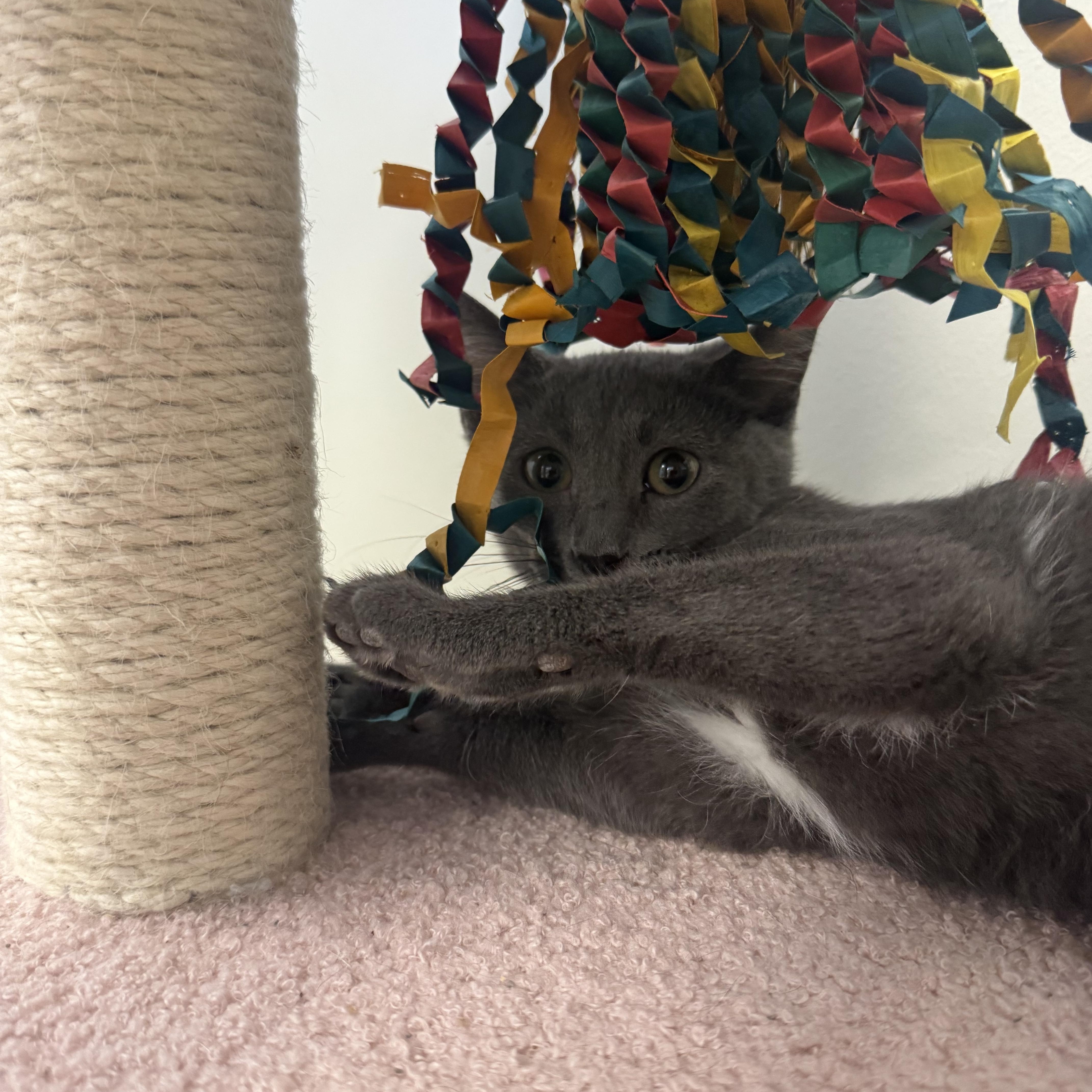 Cancun, a Adoptable Domestic Short Hair in Liberty, MO image 2/4