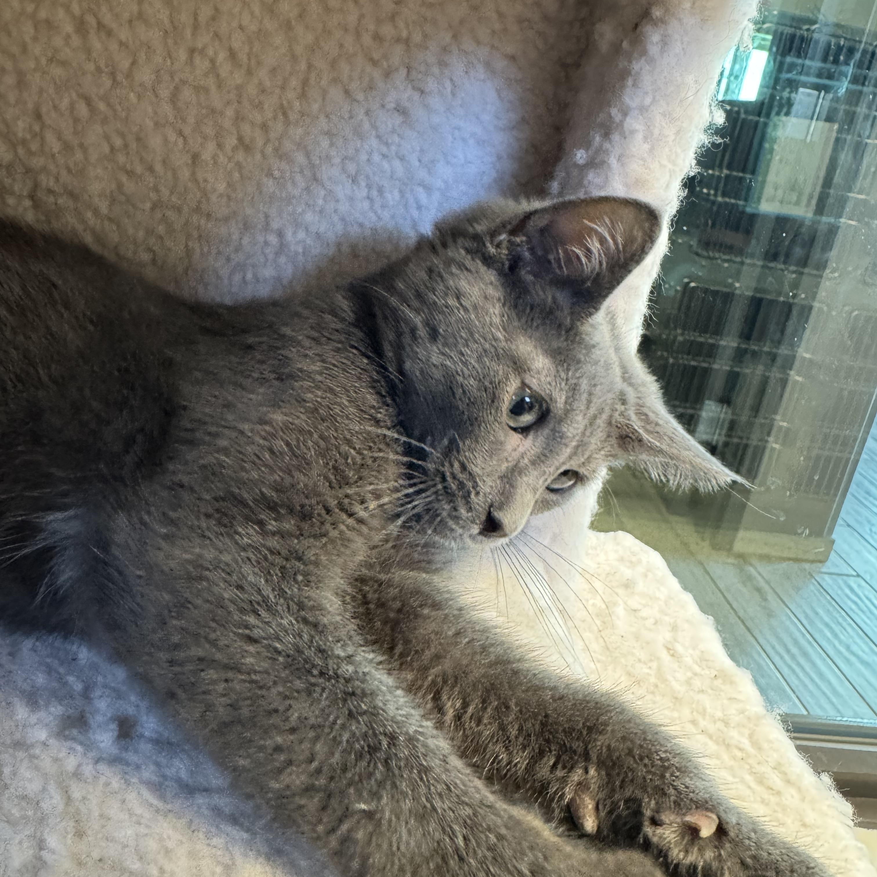 Cancun, a Adoptable Domestic Short Hair in Liberty, MO image 3/4