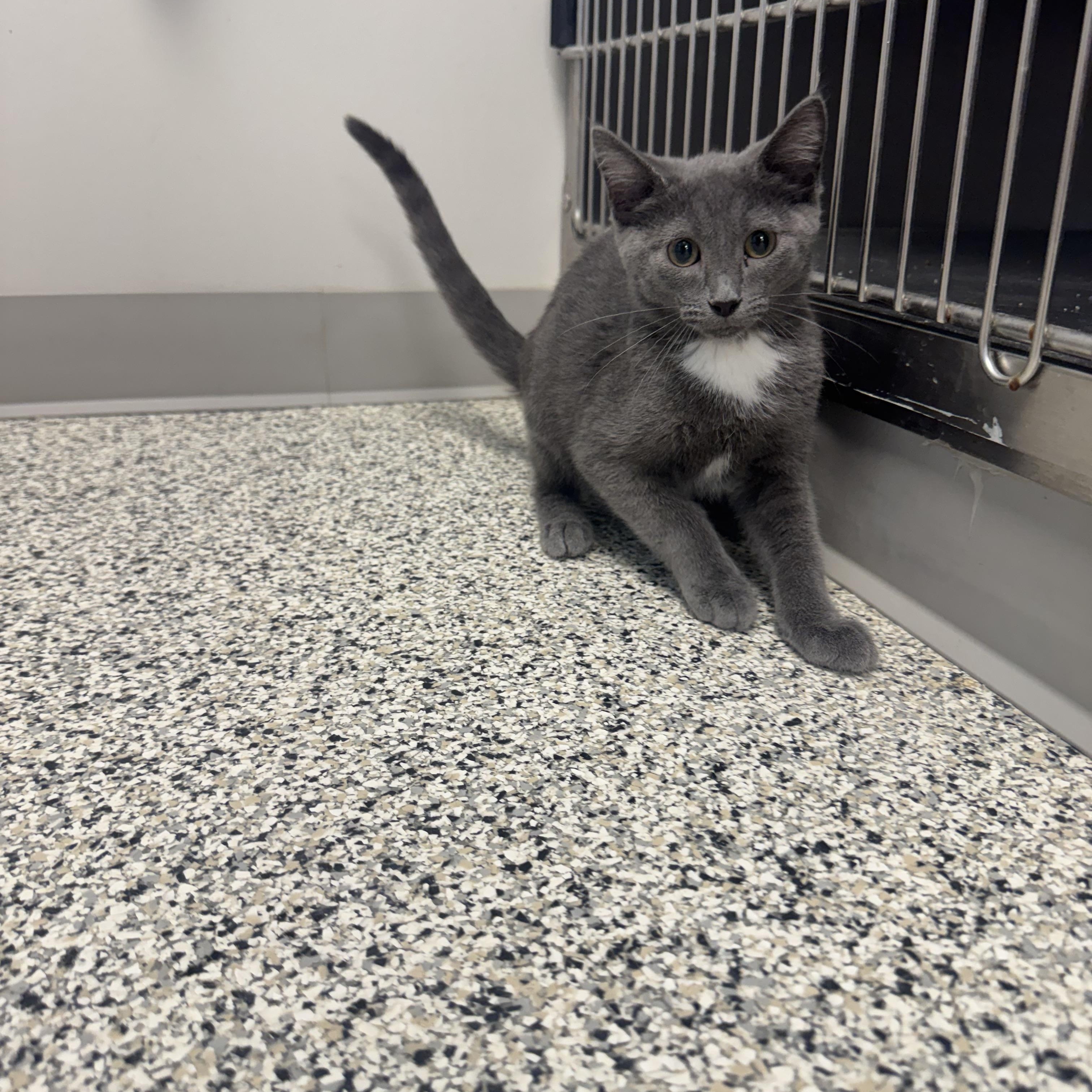 Cancun, a Adoptable Domestic Short Hair in Liberty, MO image 4/4