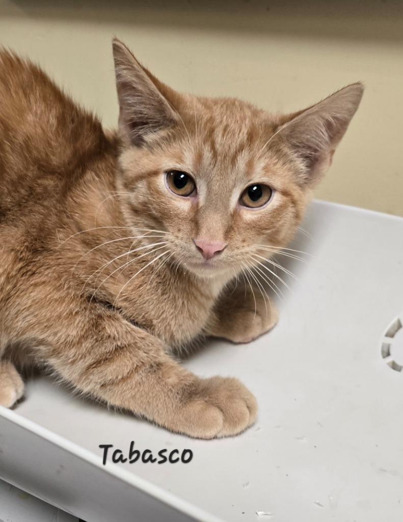 Tabasco, Adoptable, Young Male Domestic Short Hair.