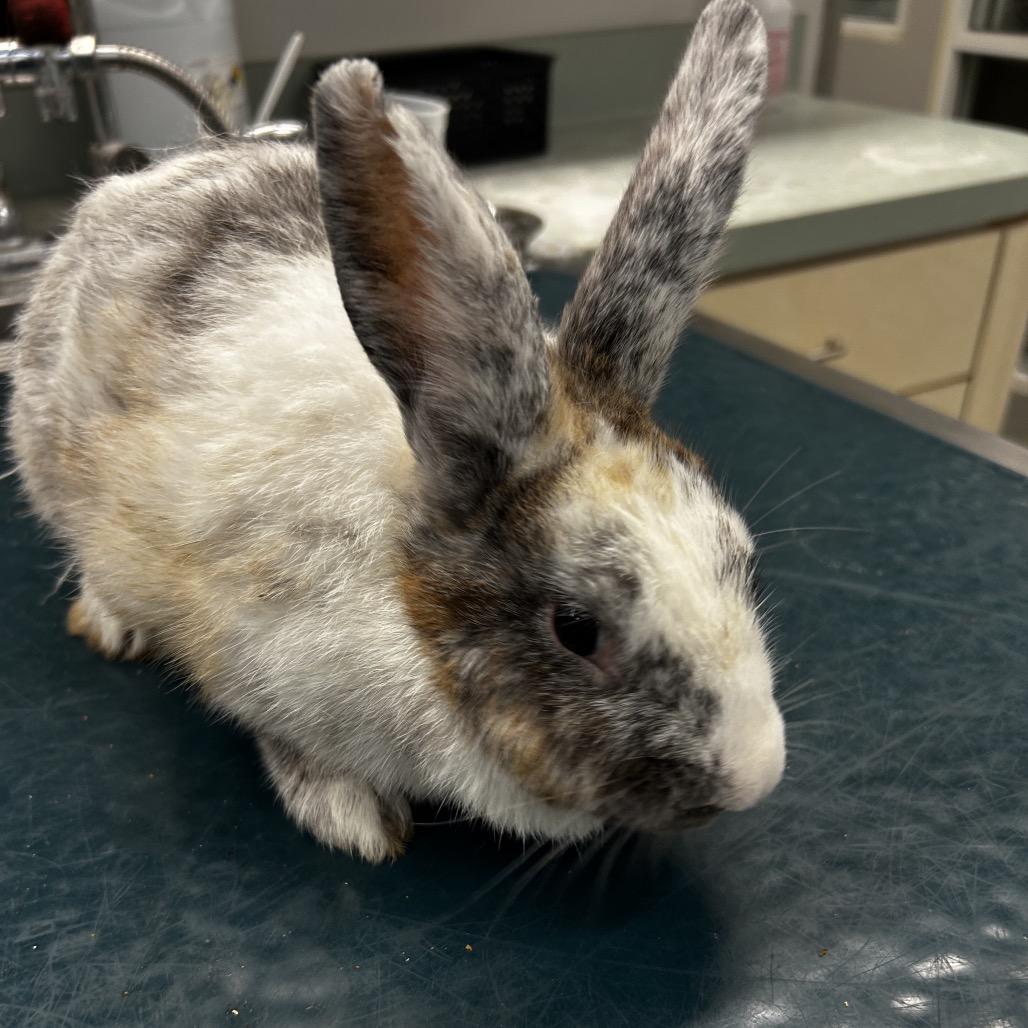 Enlarge Audrey Hopburn, a Adoptable Harlequin in Westminster, CA image 1/1