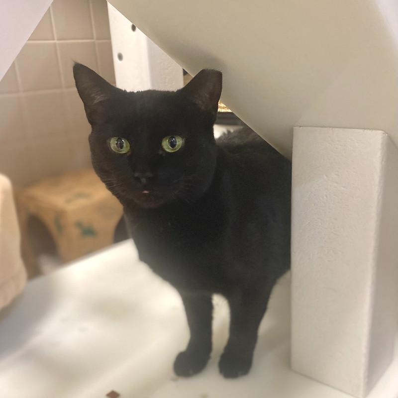 Enlarge Beauty, a ADOPTABLE Domestic Short Hair in Truckee, CA image 1/3