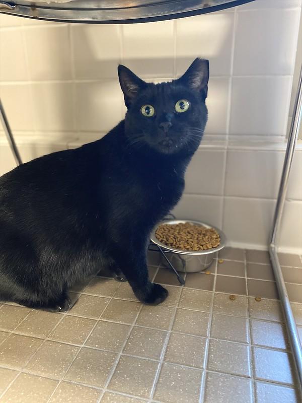 Enlarge Beauty, a ADOPTABLE Domestic Short Hair in Truckee, CA image 3/3