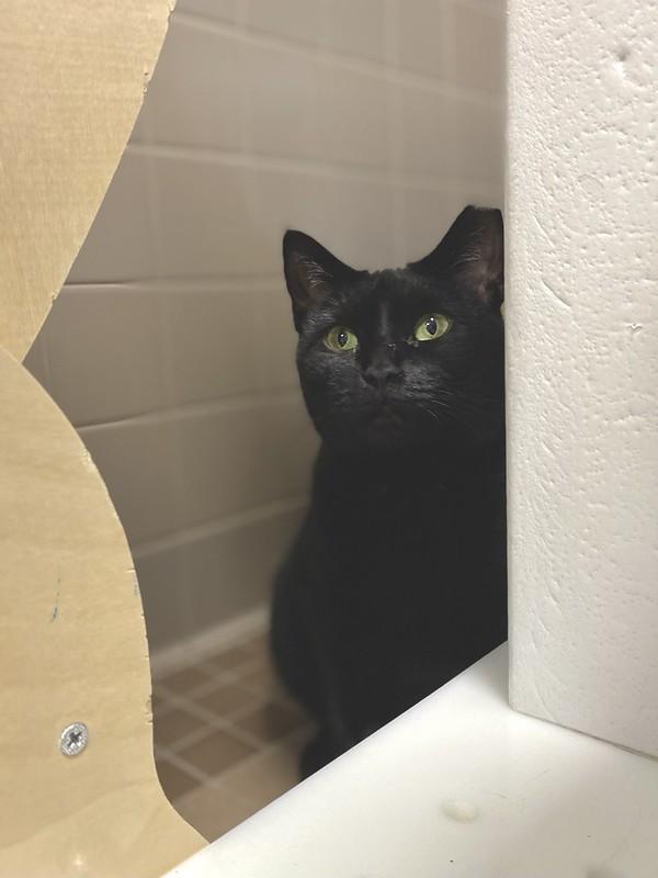 Enlarge Beauty, a ADOPTABLE Domestic Short Hair in Truckee, CA image 2/3