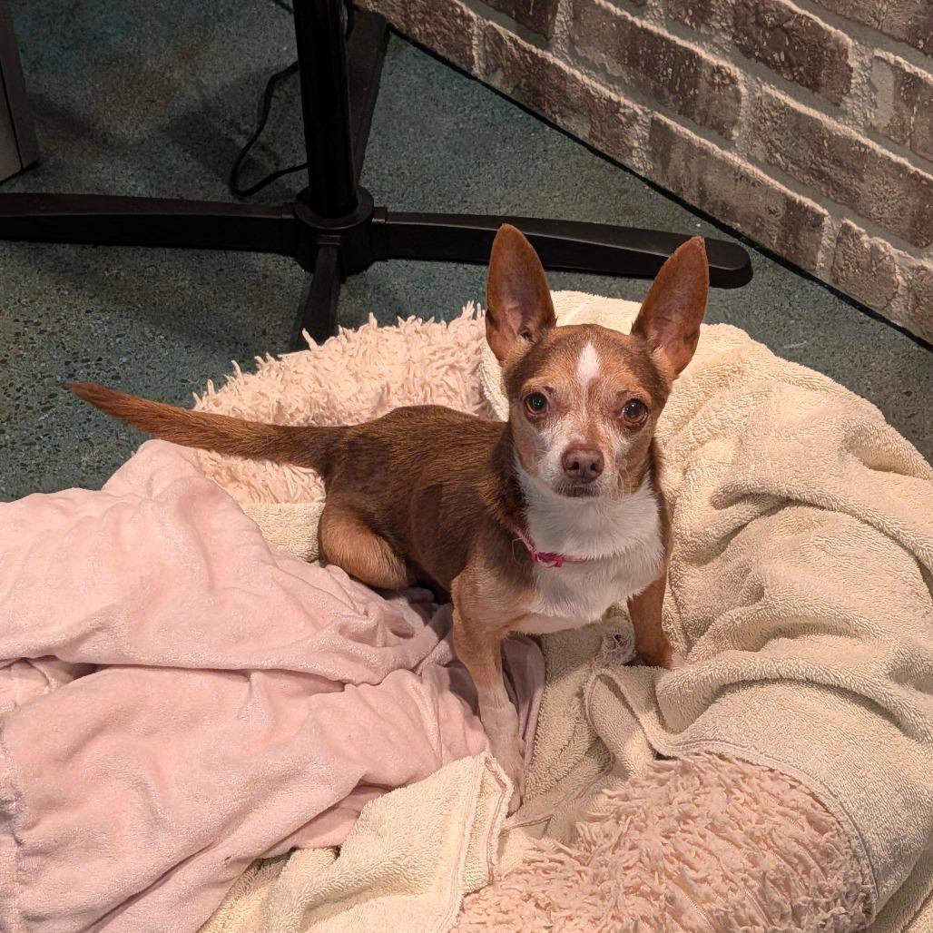 Crowly, Adoptable, Adult Male Chihuahua.