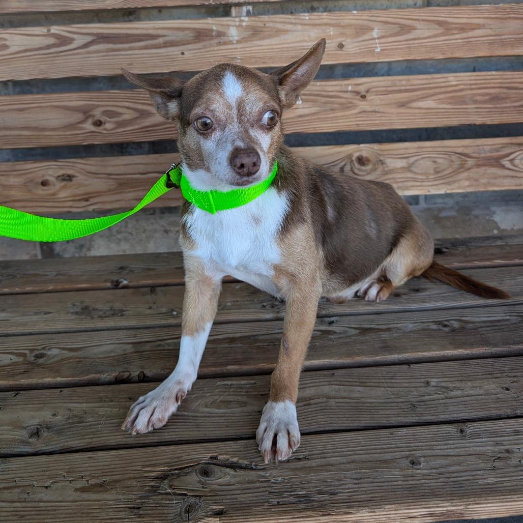 Enlarge Crowly, a Adoptable Chihuahua in Chico, CA image 2/6