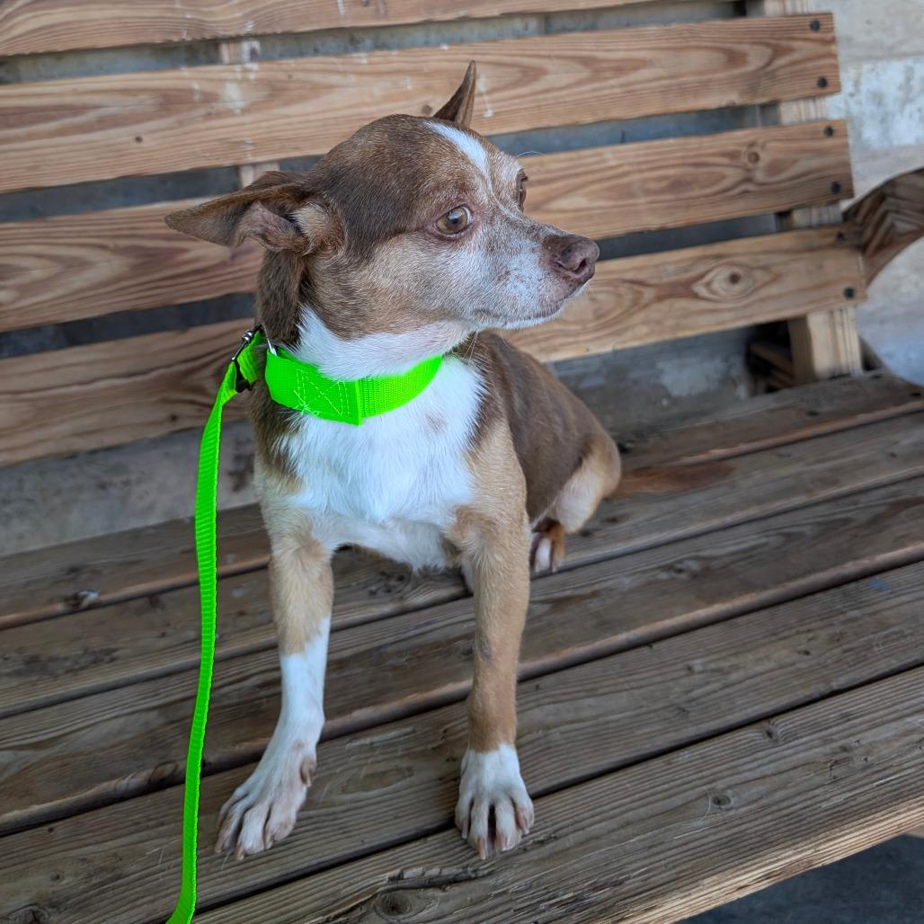 Enlarge Crowly, a Adoptable Chihuahua in Chico, CA image 3/6