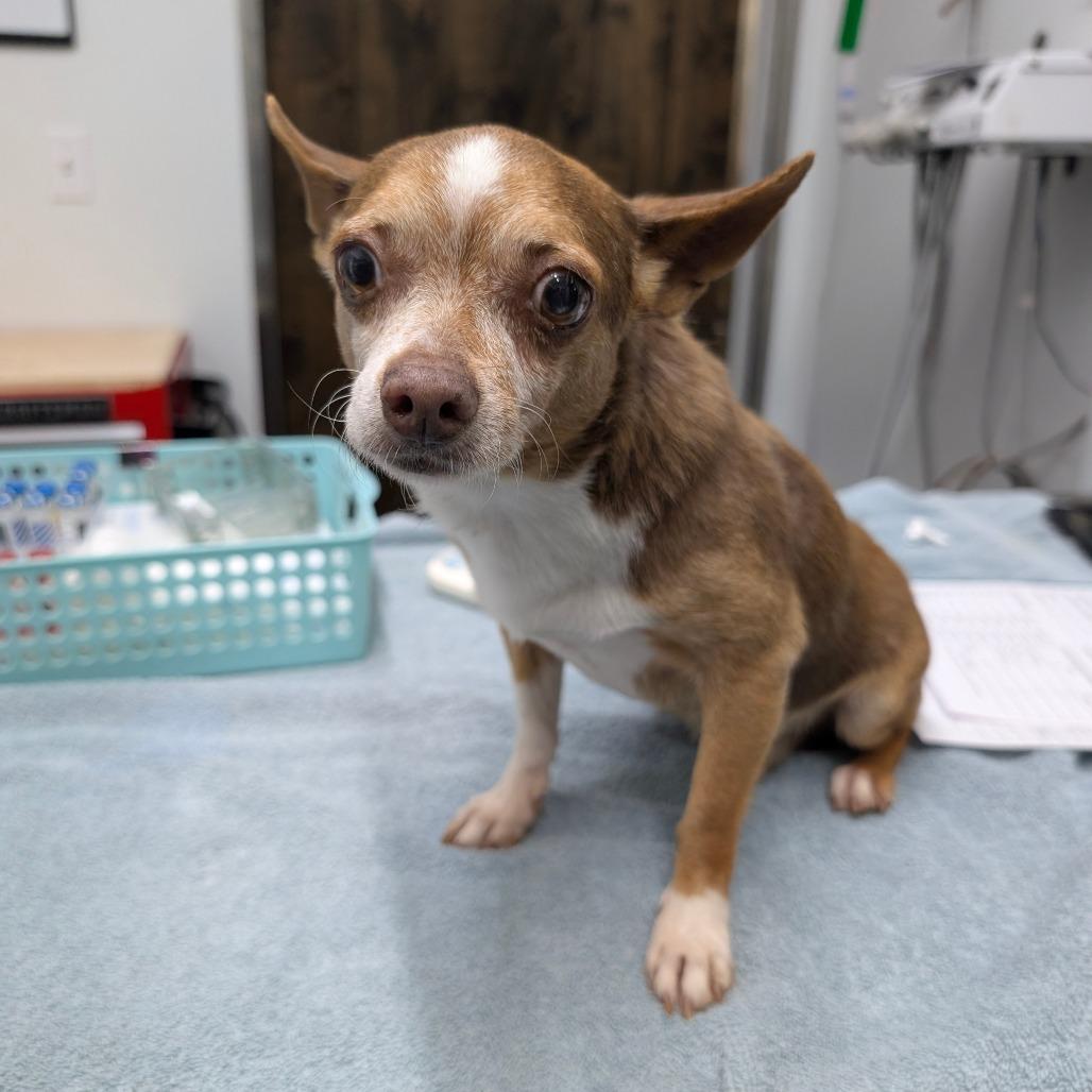 Enlarge Crowly, a Adoptable Chihuahua in Chico, CA image 4/6
