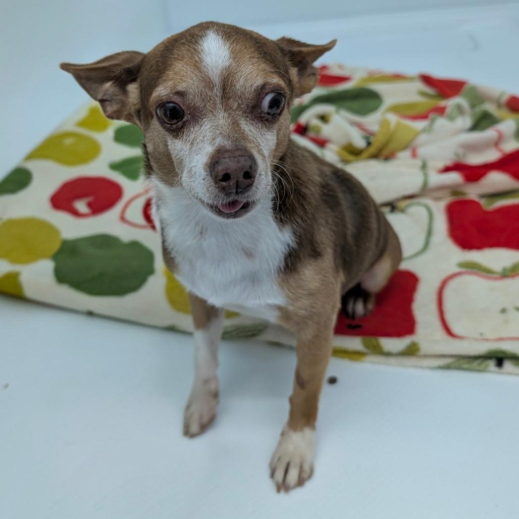 Enlarge Crowly, a Adoptable Chihuahua in Chico, CA image 5/6