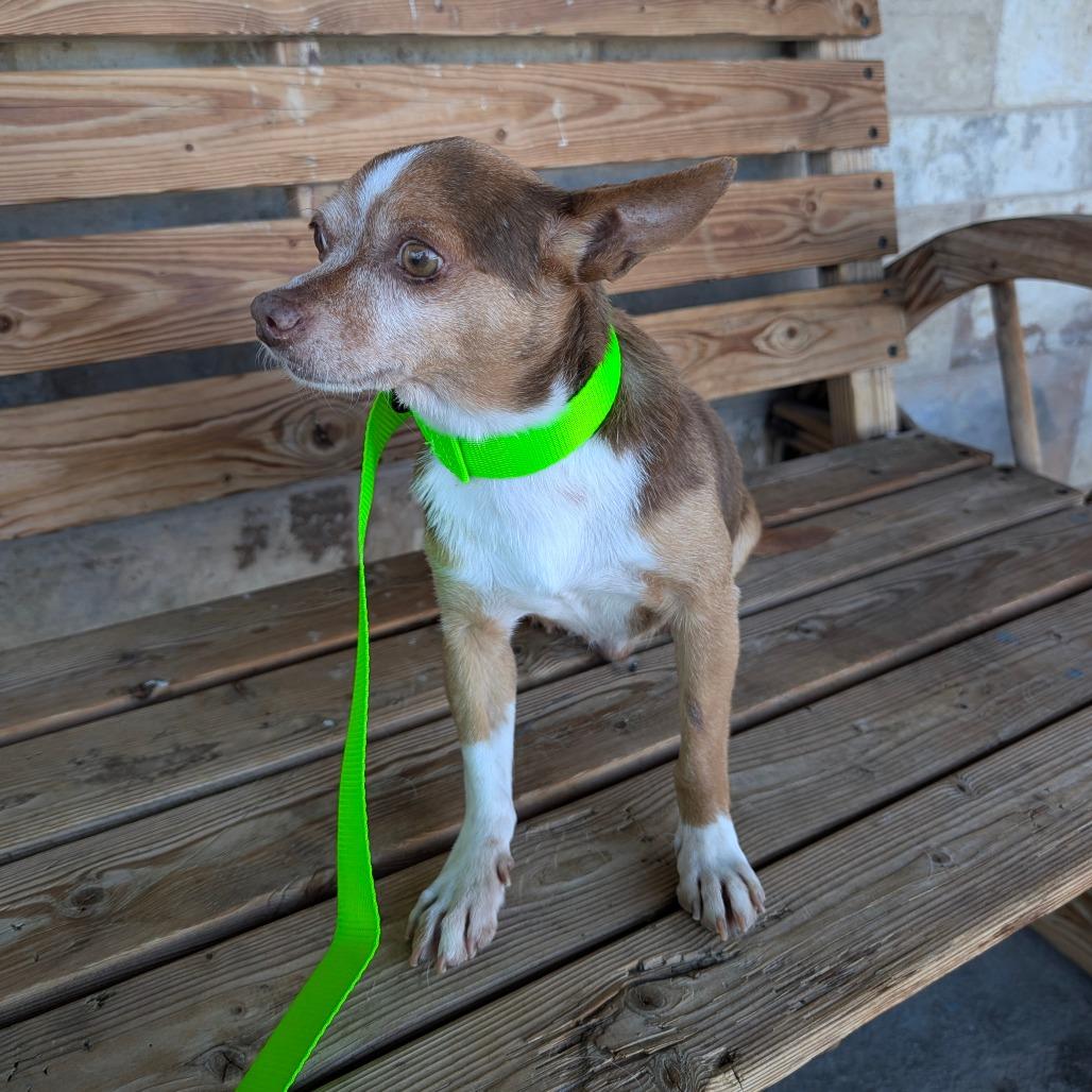 Enlarge Crowly, a Adoptable Chihuahua in Chico, CA image 6/6