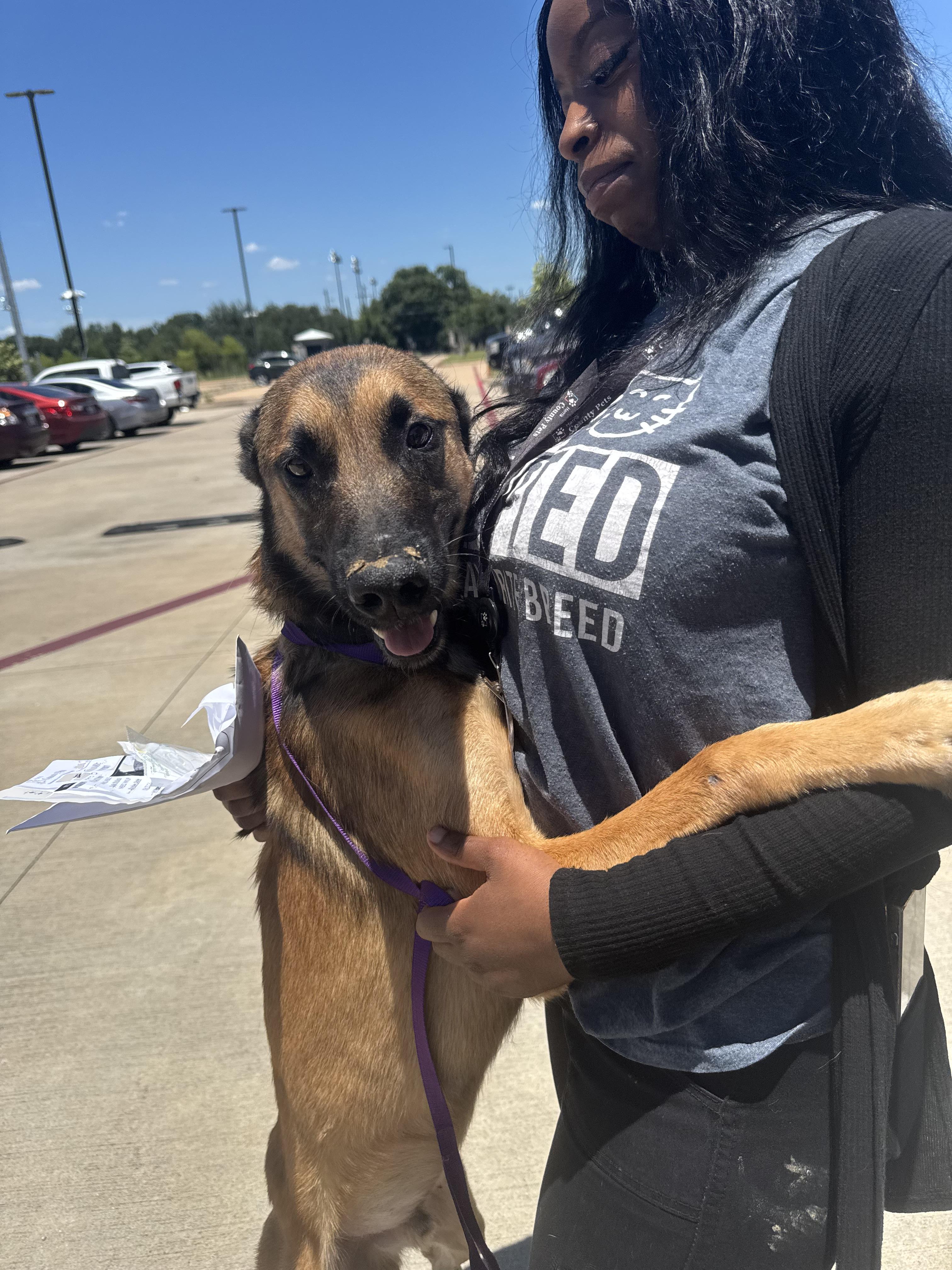 Enlarge Neo, a Adoptable Belgian Shepherd / Malinois in Palm Coast, FL image 1/1