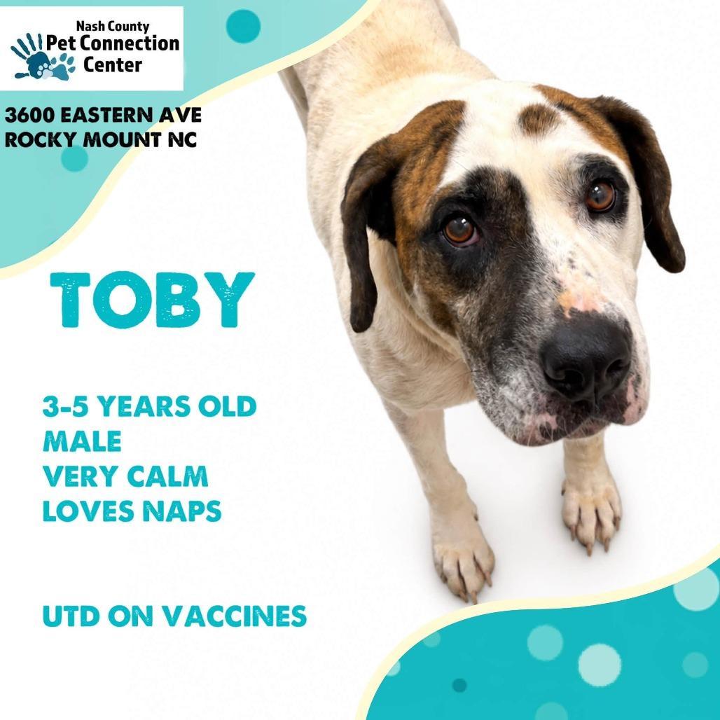 TOBY Available NOW - ADOPTION or RESCUE!, Adoptable, Adult Male Mixed Breed.