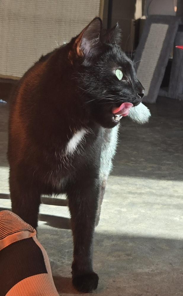 Kuro (@ Whisker Room Cat Cafe!), Adoptable, Adult Male Domestic Short Hair.