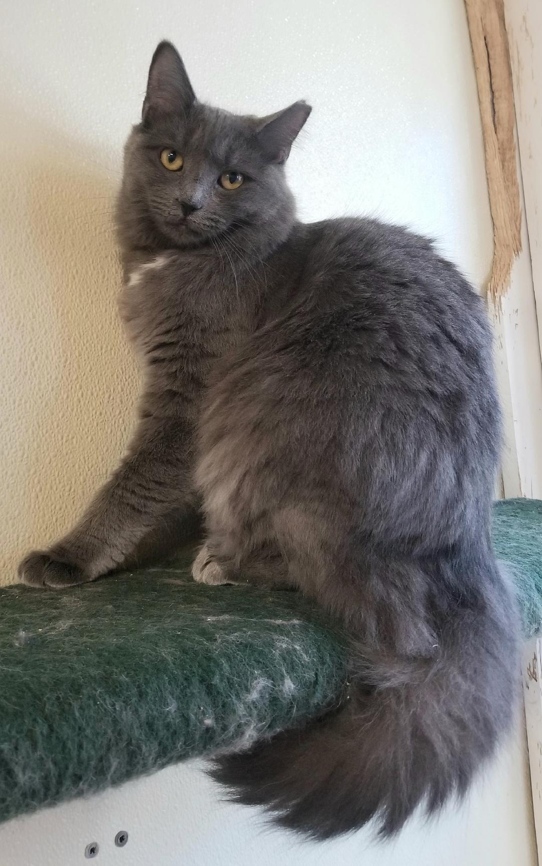 Enlarge Finch and Wren  D.O.B. 7/1/2020 - Shy, a Adoptable Domestic Medium Hair in Warwick, NY image 1/4