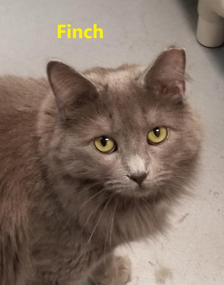 Enlarge Finch and Wren  D.O.B. 7/1/2020 - Shy, a Adoptable Domestic Medium Hair in Warwick, NY image 3/4