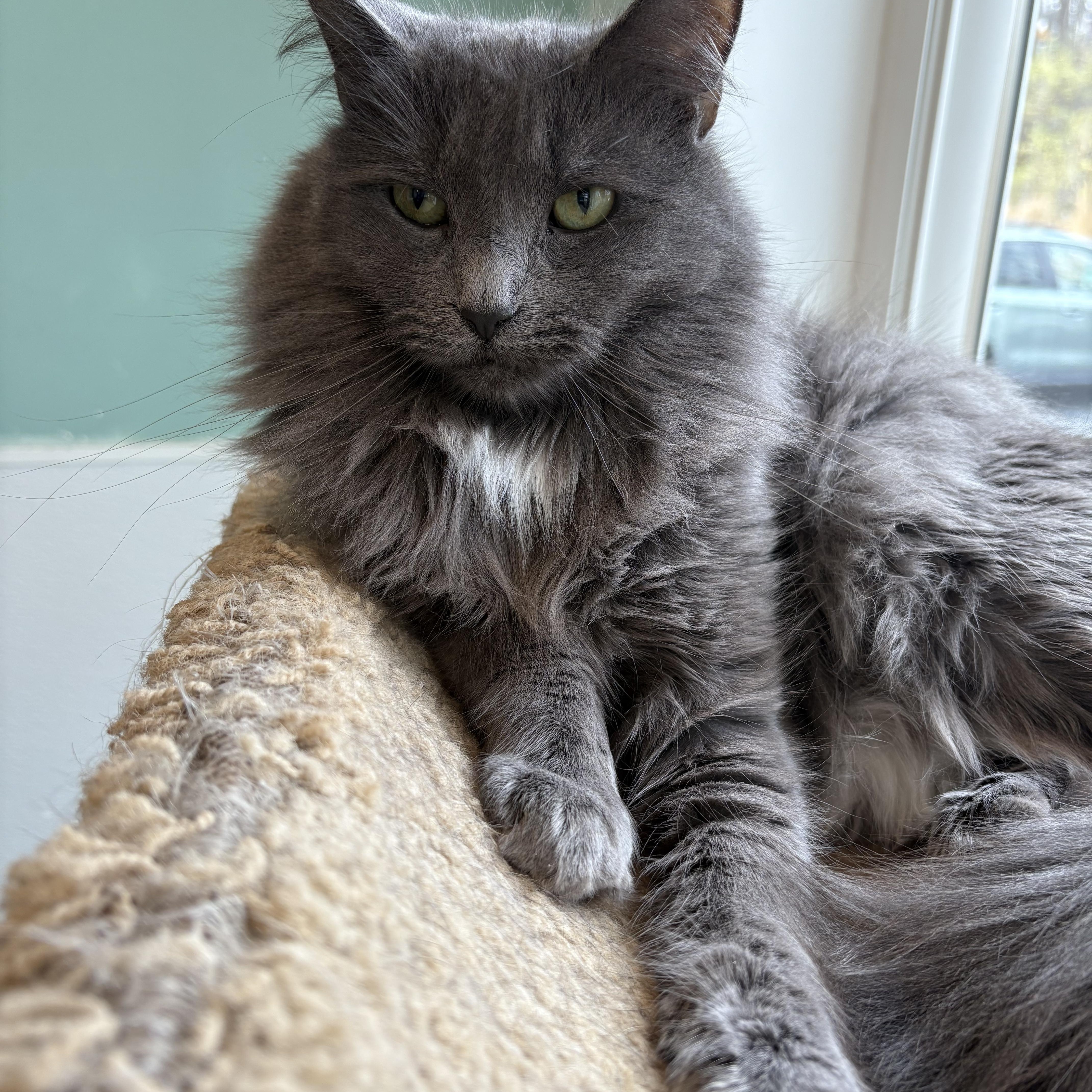Enlarge Finch and Wren  D.O.B. 7/1/2020 - Shy, a Adoptable Domestic Medium Hair in Warwick, NY image 4/4