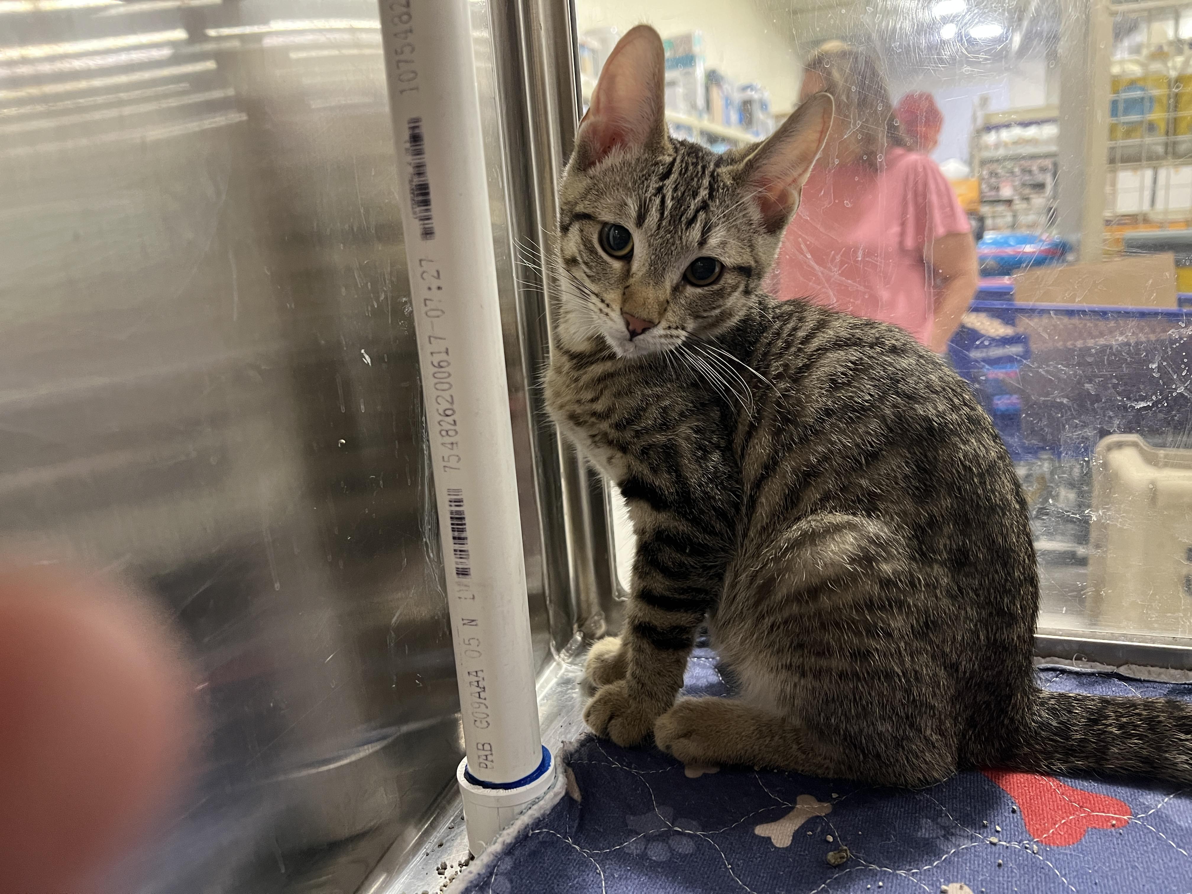 Enlarge August, a Adoptable Tabby in Tracy, CA image 1/1