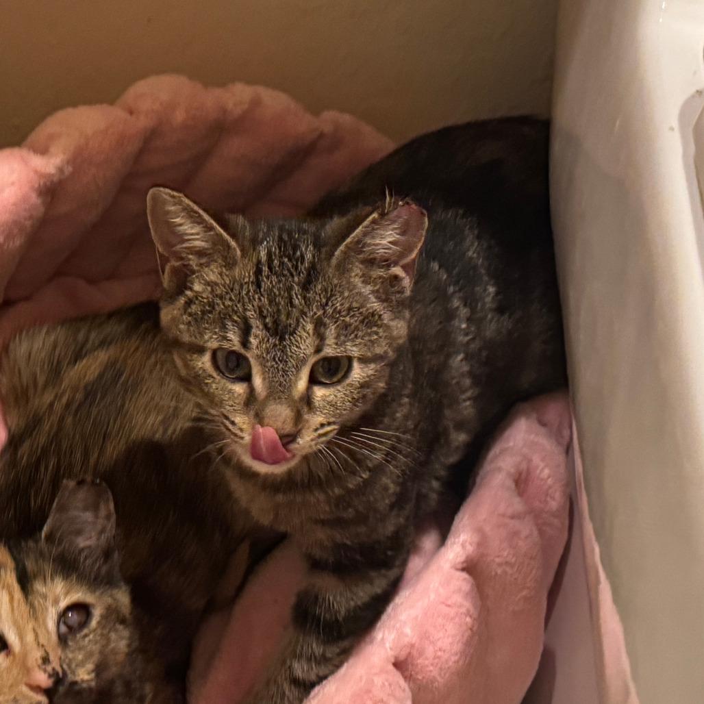 Hope, Adoptable, Kitten Female Domestic Short Hair.