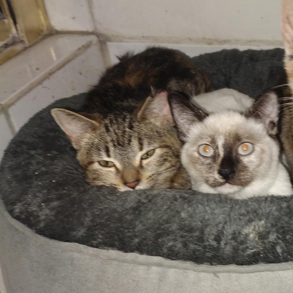 Enlarge Hope, a Adoptable Domestic Short Hair in Agoura Hills, CA image 2/3