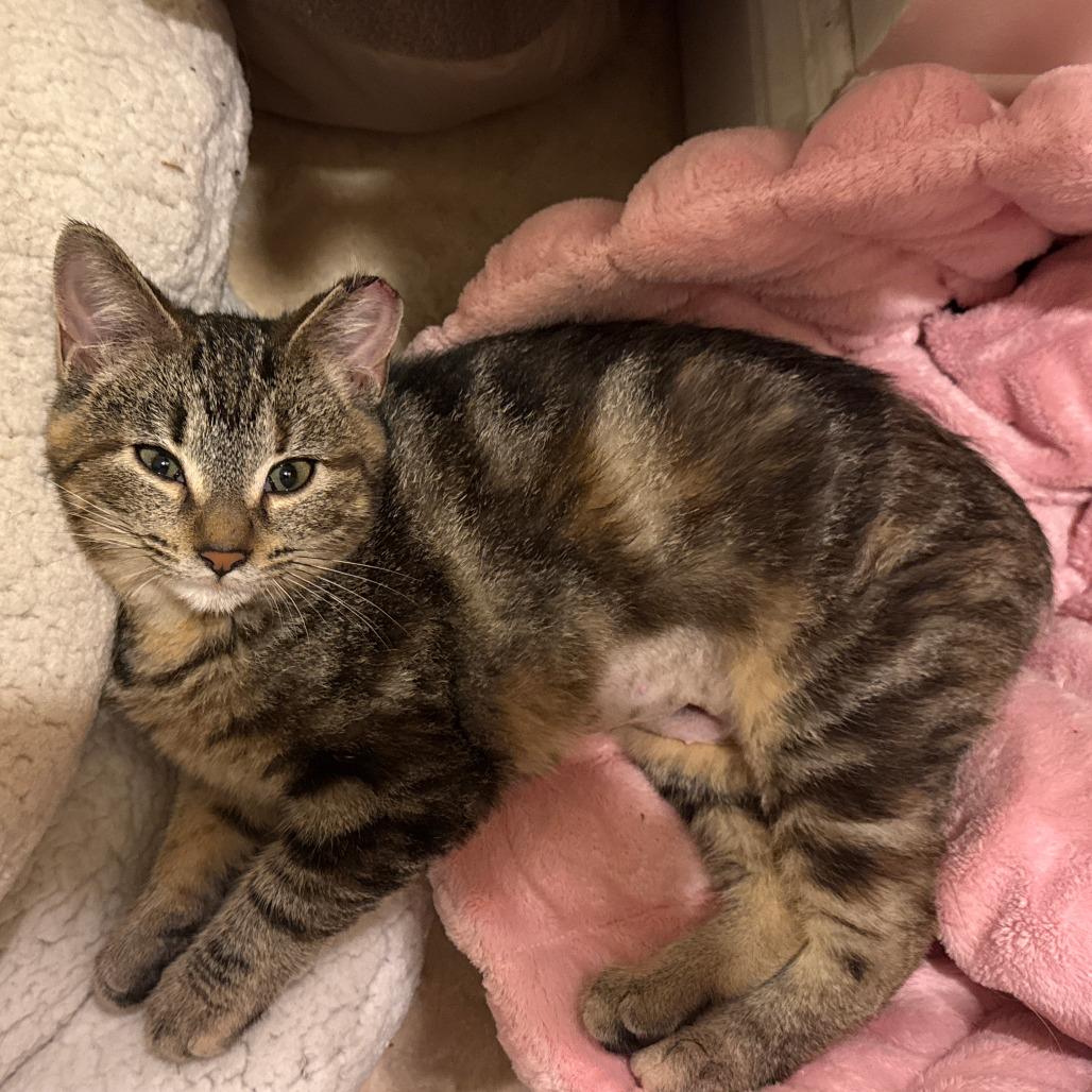 Enlarge Hope, a Adoptable Domestic Short Hair in Agoura Hills, CA image 3/3