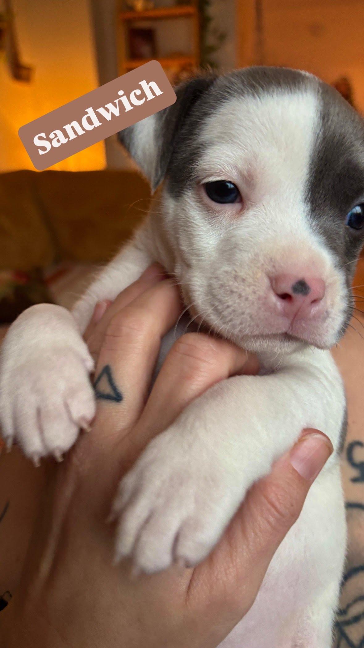 Sandwich, adopted, Puppy Female Mixed Breed.