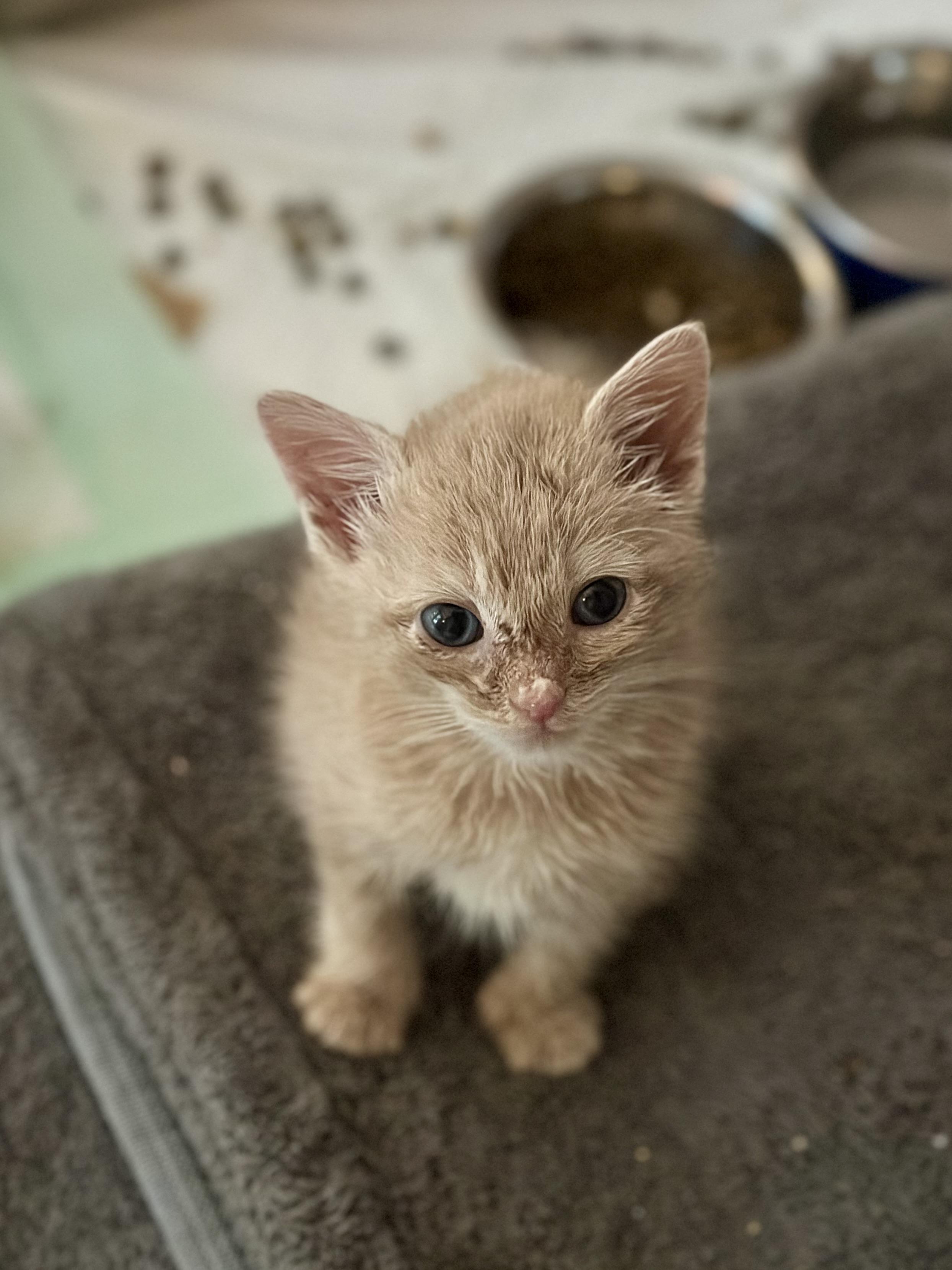 Donkey, ADOPTABLE, Kitten Male Domestic Short Hair.