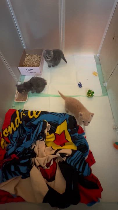 Enlarge Donkey, a ADOPTABLE Domestic Short Hair in Suffolk, VA video 5/6