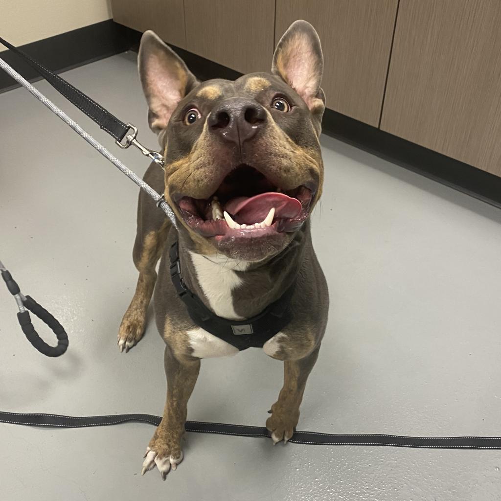 Blue, Adoptable, Adult Male Pit Bull Terrier.