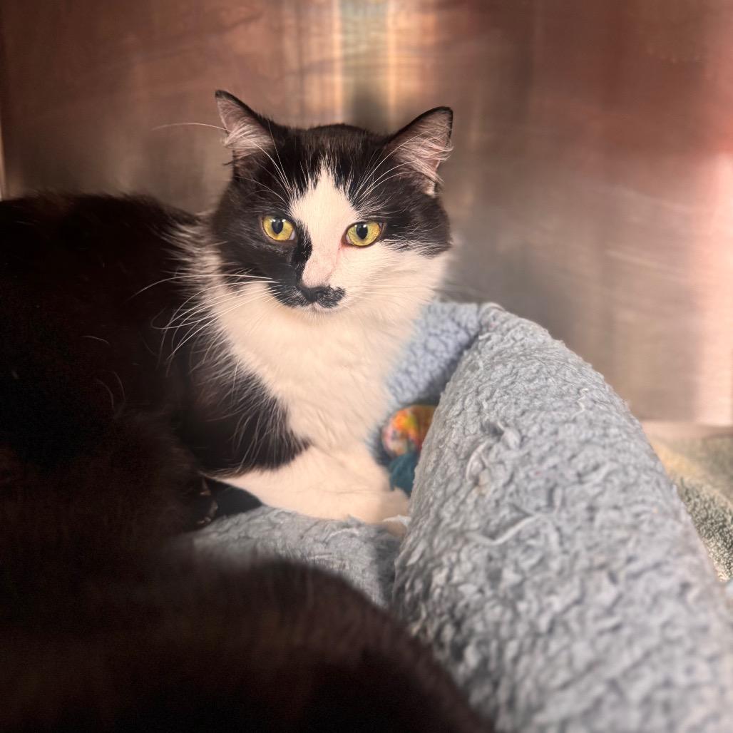 Enlarge Martha, a Adoptable Domestic Long Hair in Starkville, MS image 1/6