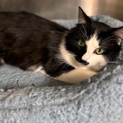 Enlarge Martha, a Adoptable Domestic Long Hair in Starkville, MS image 2/6