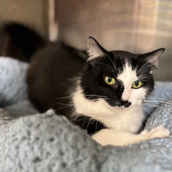 Enlarge Martha, a Adoptable Domestic Long Hair in Starkville, MS image 3/6