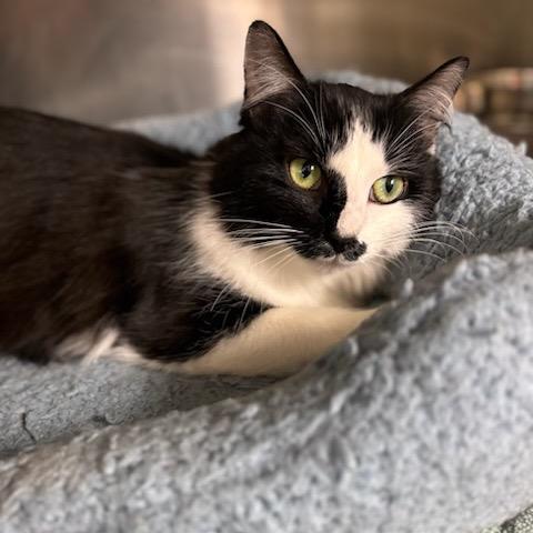 Enlarge Martha, a Adoptable Domestic Long Hair in Starkville, MS image 4/6