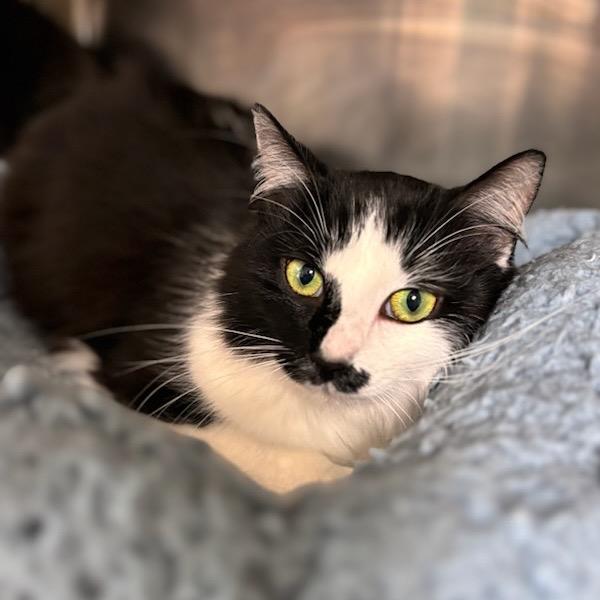 Enlarge Martha, a Adoptable Domestic Long Hair in Starkville, MS image 5/6