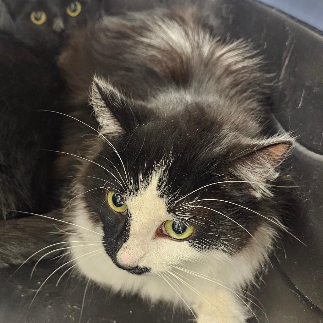 Enlarge Martha, a Adoptable Domestic Long Hair in Starkville, MS image 6/6