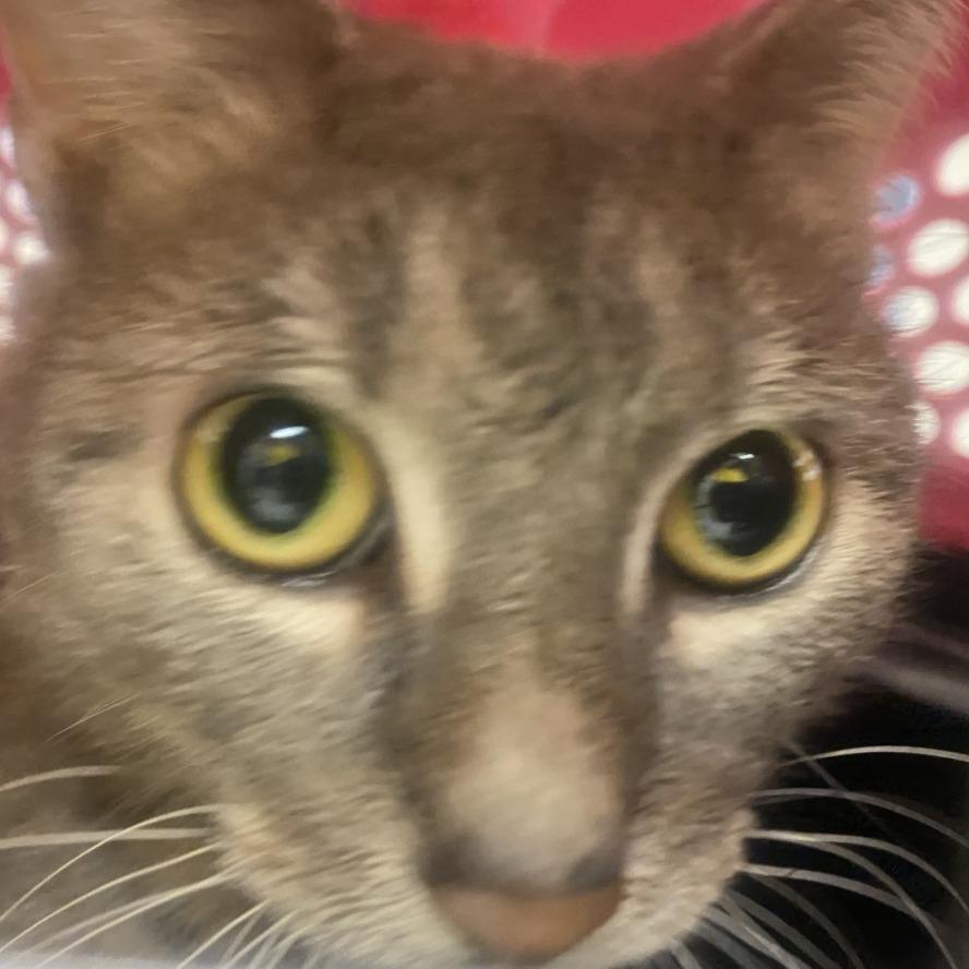 Dew Drop — thumbnail 3